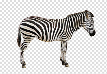 Zebra Icon, Black zebra transparent background PNG clipart
