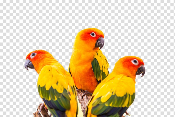 Three orange-and-green macaws, Sun conure Green-cheeked parakeet Parrot Bird, Colorful parrot transparent background PNG clipart