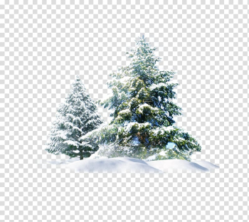Green leafed tree, Polar bear Snow Pine , Christmas Snow Tree Creative transparent background PNG clipart