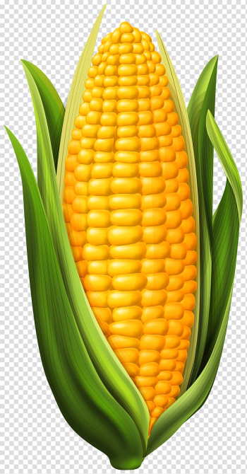 Yellow corn illustration, Corn on the cob Maize , Corn transparent background PNG clipart