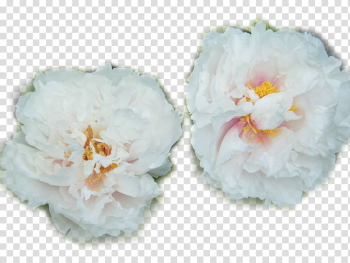 Heze Moutan peony Paeonia lactiflora, Two white peony transparent background PNG clipart