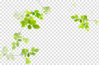 Leaf Green Euclidean , leaf transparent background PNG clipart