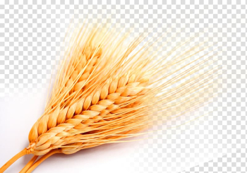 Golden wheat wheat wheat transparent background PNG clipart