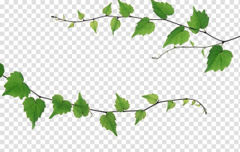Ivy vines transparent background PNG clipart
