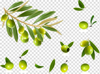 Green fruits illustration, Olive oil Olive leaf , Olives transparent background PNG clipart