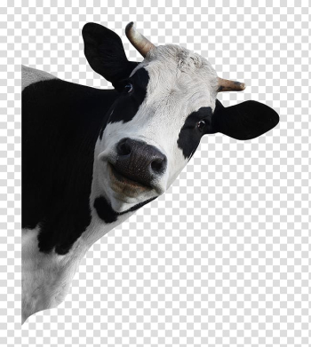Holstein Friesian cattle Dairy cattle Grazing, funny animals transparent background PNG clipart