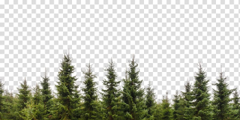 Tree Evergreen Conifers Forest Branch, tree transparent background PNG clipart
