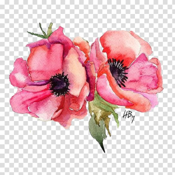 Watercolor painting Poppy, painting transparent background PNG clipart