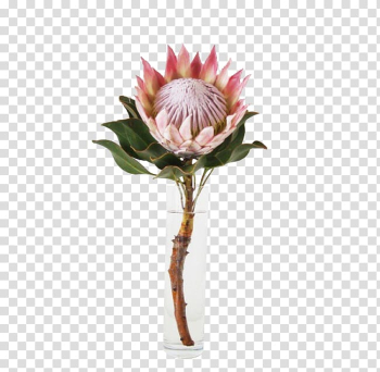 King protea Flower garden South Africa national cricket team, flower transparent background PNG clipart