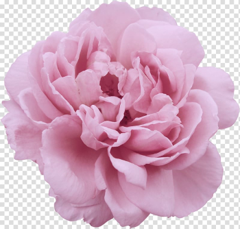 Peony Flower Garden roses , peony transparent background PNG clipart