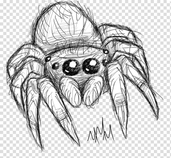 Spider Line art Drawing Sketch, spider transparent background PNG clipart
