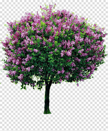 Pink flowering tree art, Shrub Lilac Tree Pruning Garden, bougainvillea transparent background PNG clipart