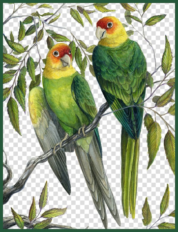Eastern United States Carolina parakeet Parrot The Birds of America, Lead color painting parrot transparent background PNG clipart