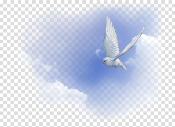 White dove illustration, Holy Spirit Acts of the Apostles Spiritual gift Christian Church God, foggy transparent background PNG clipart