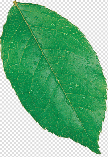 Maple leaf Fagus grandifolia European beech Autumn leaf color, Leaf transparent background PNG clipart