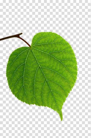 , heart-shaped green leaf transparent background PNG clipart