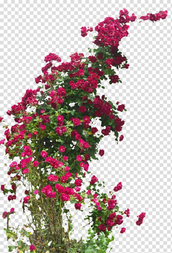 Garden roses Rambler-Rose Field rose Damask rose Hybrid tea rose, climber plant transparent background PNG clipart