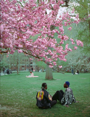 Men Wearing Jacket Sitting Under a Cherry Blossom Tree · Free Stock Photo
