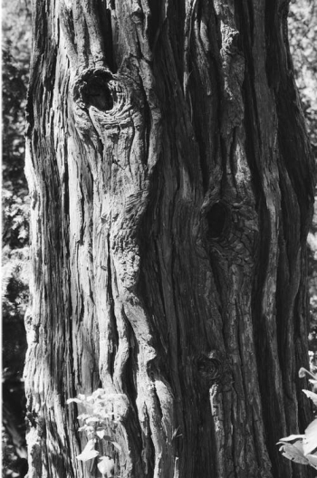 Grayscale Photo of Tree Trunk · Free Stock Photo