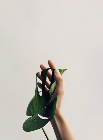 Photo of Person Holding Green Leaf Â· Free Stock Photo
