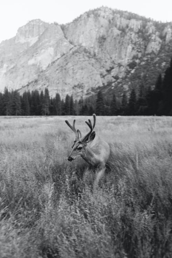 Deer Against Mountain Â· Free Stock Photo
