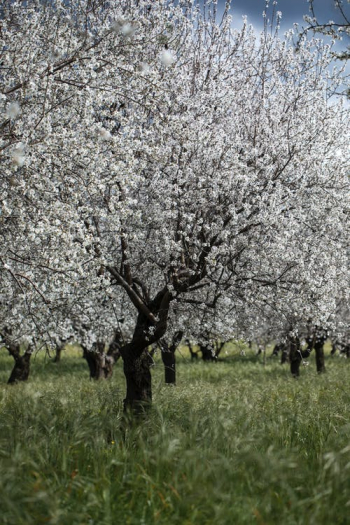 White Almond Blossom Tree on Green Grass Field · Free Stock Photo