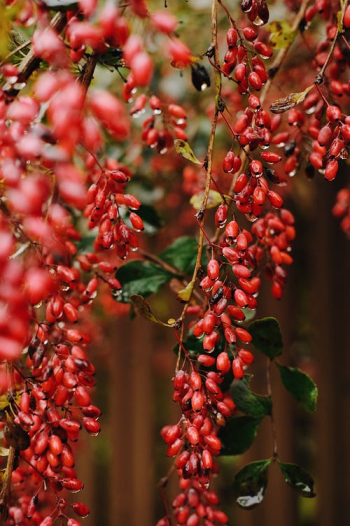 Barberries Hanging From Tree · Free Stock Photo