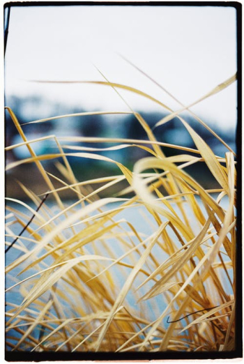 Close Up of Dry Grass Â· Free Stock Photo