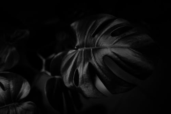 Monochrome Photo of a Swiss Chees Plant's Leaf Â· Free Stock Photo