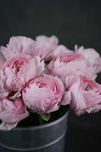 Elegant Pink Garden Roses in a Pot Â· Free Stock Photo