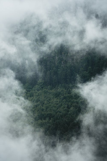 A Forest under White Clouds Â· Free Stock Photo