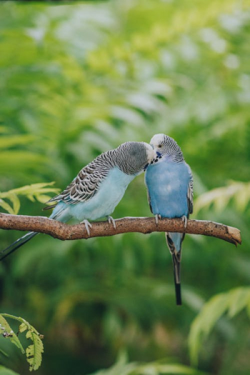 Kissing Parakeets Showing Affection Â· Free Stock Photo
