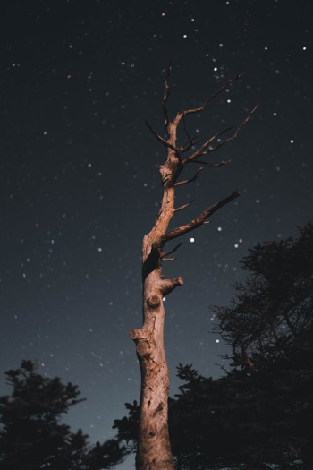 Withered Tree in Forest at Night · Free Stock Photo