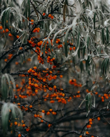 Rowanberries and Frost on Leaves · Free Stock Photo
