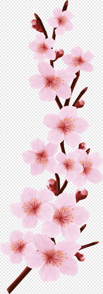Pink flowers Blossom Drawing, Cherry design, flower Arranging, branch, happy Birthday Vector Images png