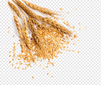 rice grains, Wheat Grauds Bread, Full of wheat, food, oat, whole Grain png