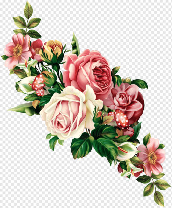 Vintage Roses: Beautiful Varieties for Home and Garden Flower, Rose, red and white rose flower, watercolor Painting, flower Arranging, painted png