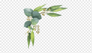 Eucalyptus polyanthemos Watercolor painting Illustration, Watercolor leaves, green leafs against white background, watercolor Leaves, leaf, hand png
