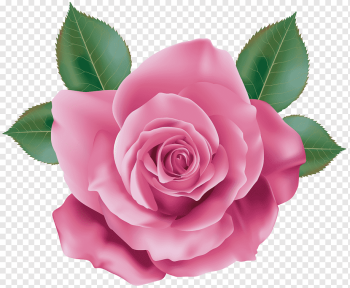 pink rose, Rose Pink Quartz, Pink Rose, floribunda, artificial Flower, flower png