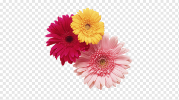 Cut flowers Chrysanthemum graphy Daisy family, spend flowers on new year's day, retail, orange, annual Plant png