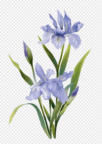 blue irises painting, Watercolor: Flowers Watercolor painting, Watercolor plants, purple, herbaceous Plant, watercolor Leaves png