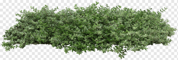Populus nigra Plant Shrub Tree Architecture, bushes, green leafed plants, leaf, landscape, branch png