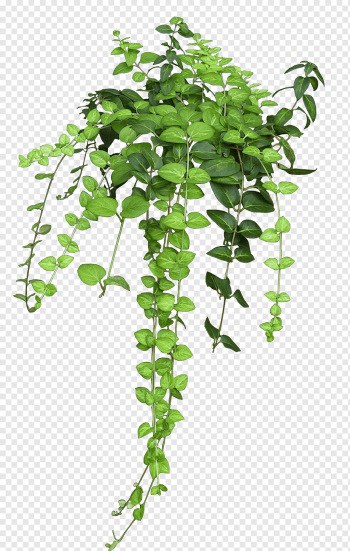 green leafed plants, Plant Vine Rose Flower, bushes, botany, leaf, branch png