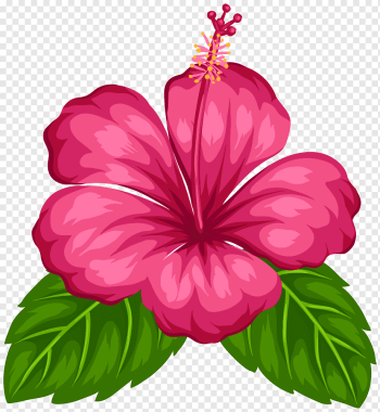 pink hibiscus, Good Morning Android Greeting, tropical flower, love, herbaceous Plant, flower Arranging png