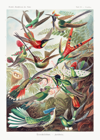 Trochilidae&ndash;Kolibris from Kunstformen der Natur (1904) by Ernst .. | Free public domain illustration - 2268484