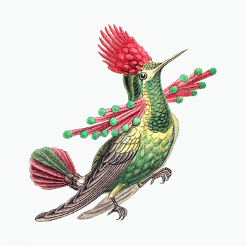 Colorful vintage hummingbird illustration | Free public domain illustration - 2281679