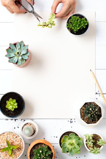 Blank paper with small houseplants flat lay | Free stock photo | High Resolution image