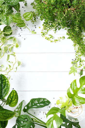 Green plant leaves frame in wooden whiteâ¦ | Free stock photo | High Resolution image