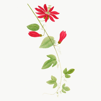 Vintage red passiflora illustration, classic | Free Photo - rawpixel