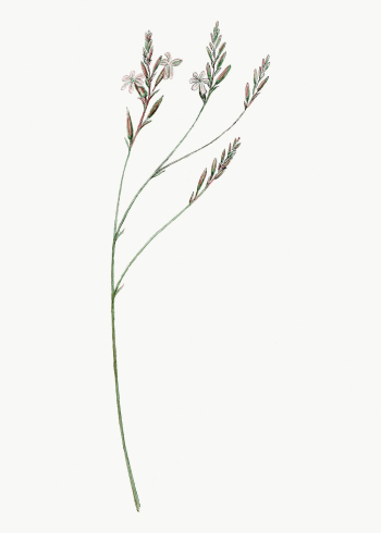Vintage Howarthia drawing, classic floral | Free Photo - rawpixel